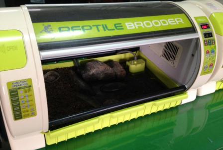 Rcom Reptile Brooder Max Small At The Incubator Shop