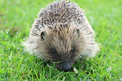 Hedgehog Rescue Incubators